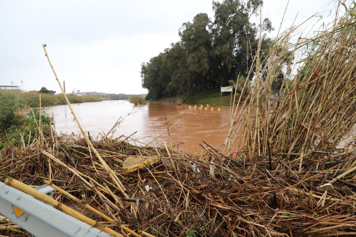 cañas suciedad barranco del Carraixet