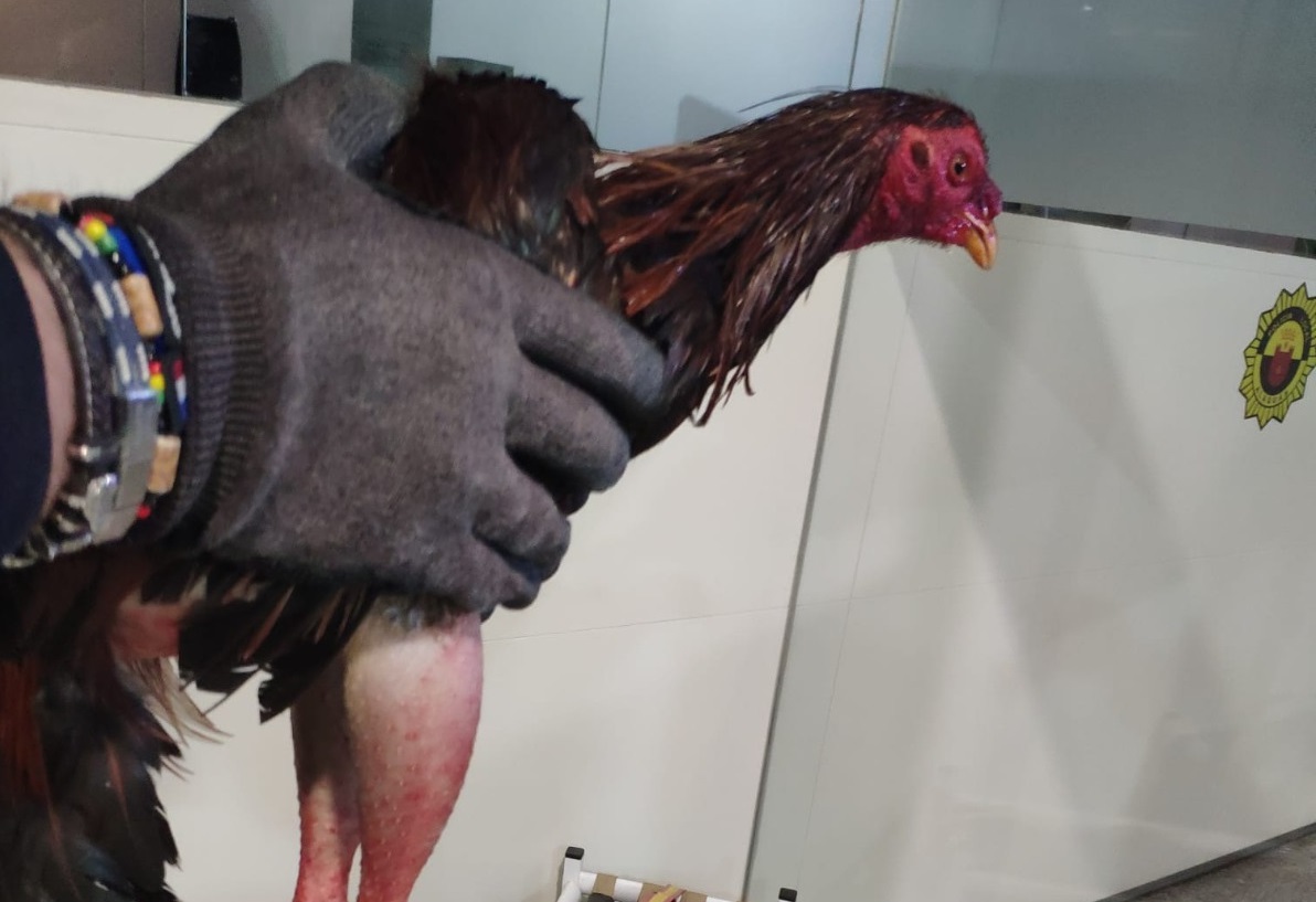 gallos pelea Alaquàs