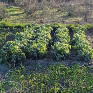 hortalizas heladas comarca Horta