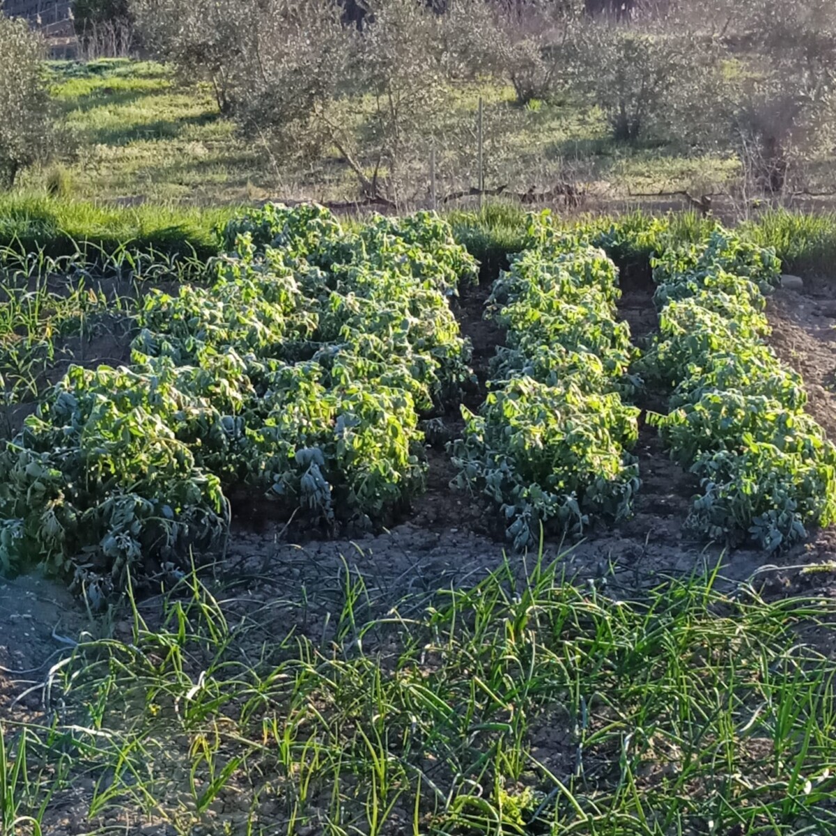 hortalizas heladas comarca Horta