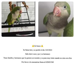 mascota perdida Museros