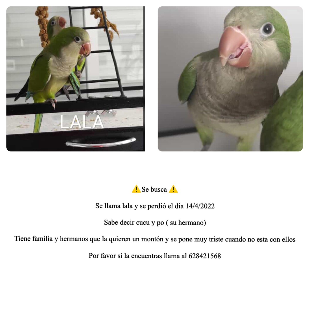 mascota perdida Museros