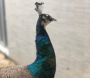 pavo real Alboraia