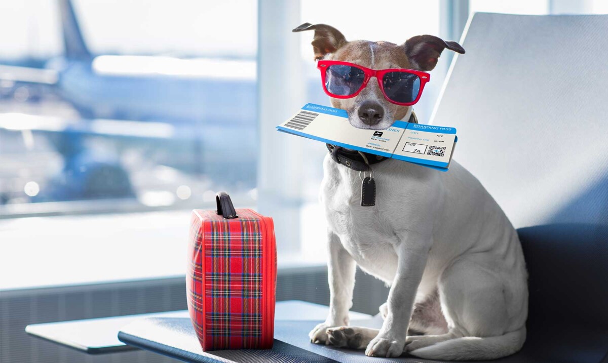 Viajar con mascotas