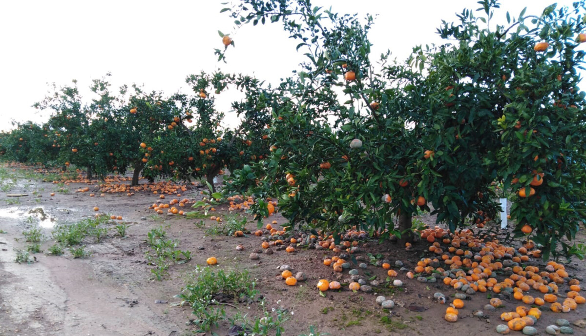 AVA lluvias cítricos