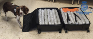 perro marihuana aeropuerto Manises