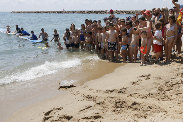 Suelta de tortuga en Puçol