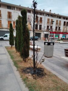ciprés quemado en El Puig
