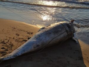 delfin varado en la Patacona