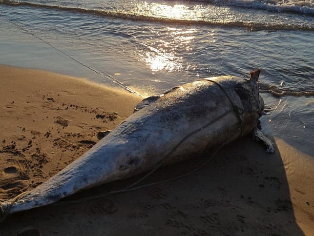delfin varado en la Patacona