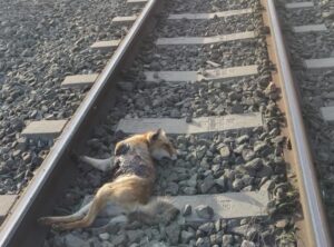 zorra atropellada vias metro