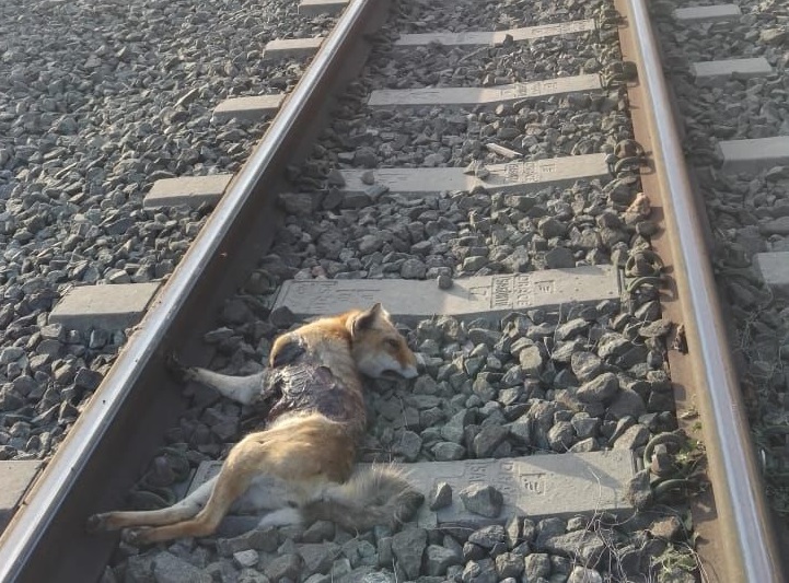 zorra atropellada vias metro