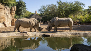 Día Mundial del Rinoceronte
