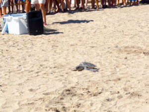 tortuga liberada en la playa de Port Saplaya