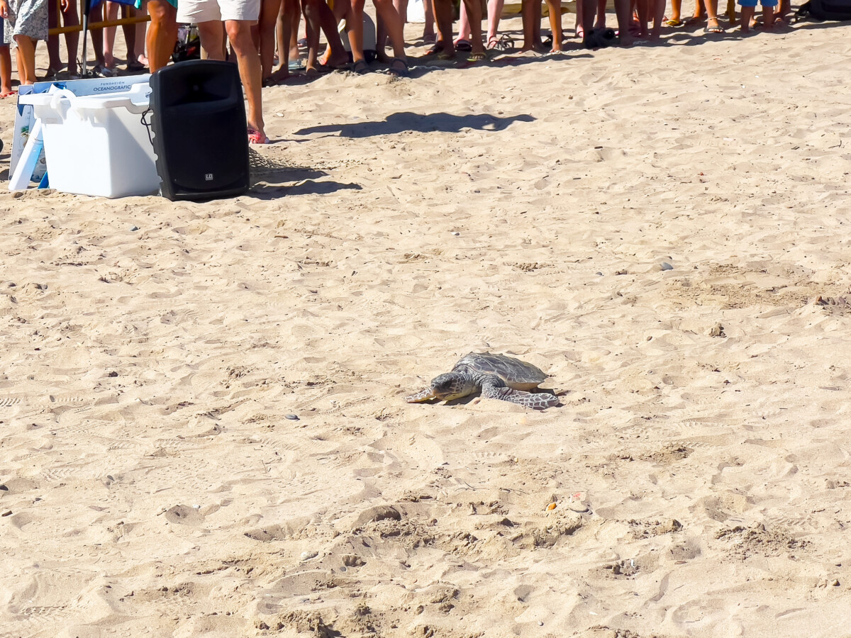 tortuga liberada en la playa de Port Saplaya