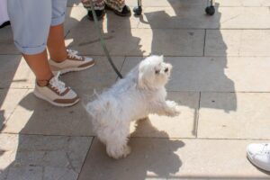 Alfafar ADN canino