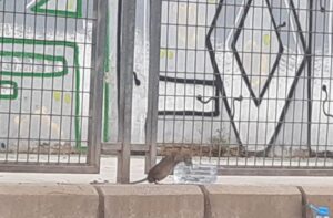 ratas Burjassot