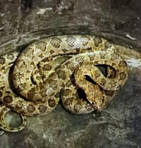 serpiente en Alboraya