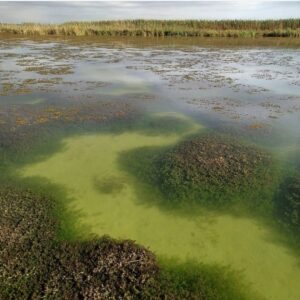 albufera aguas limpias