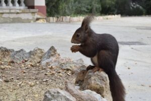 ardillas parque Burjassot