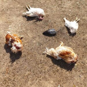 ataque gallinas Alboraya