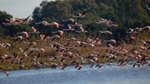 Flamencos en la Albufera