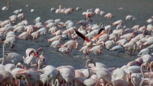 Flamencos en la Albufera (2)