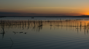 Albufera