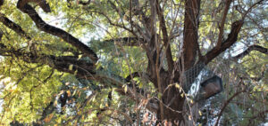 El estudio del Proyecto Parus empezó en el Jardín Botánico de la Universitat, donde se instaló la primera de las “cajas de alimentación”