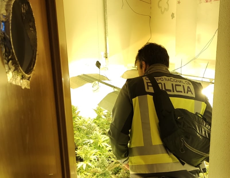 Un matrimonio cultivaba plantaciones de marihuana en 3 domicilios distintos del barrio de Nazaret