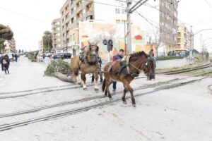 L'entrada del pi, preludi a la Festa de Sant Antoni a Picassent