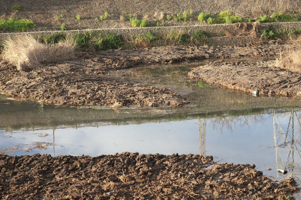 Trabajos de limpieza en el último tramo del Barranc de Carreaixet, con multitud de especies en época de cría