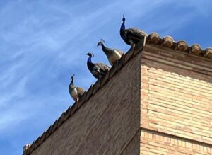 pavos reales Godella