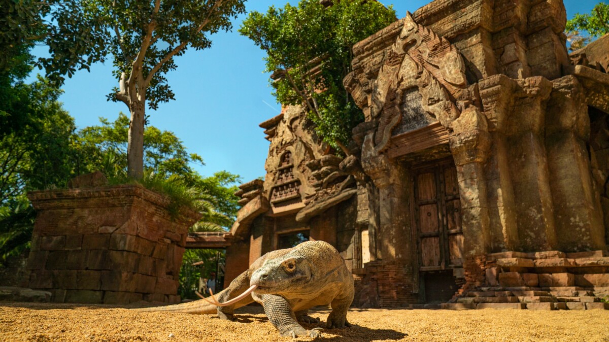 Dragón de Komodo en Bioparc Fuengirola