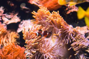 Bioparc Acuario de Gijón