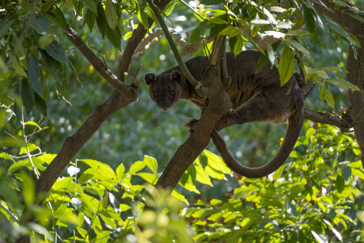 Fosa, depredador de la isla de Madagascar, en Bioparc