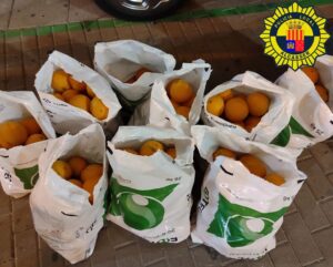 robo naranjas Alcasser