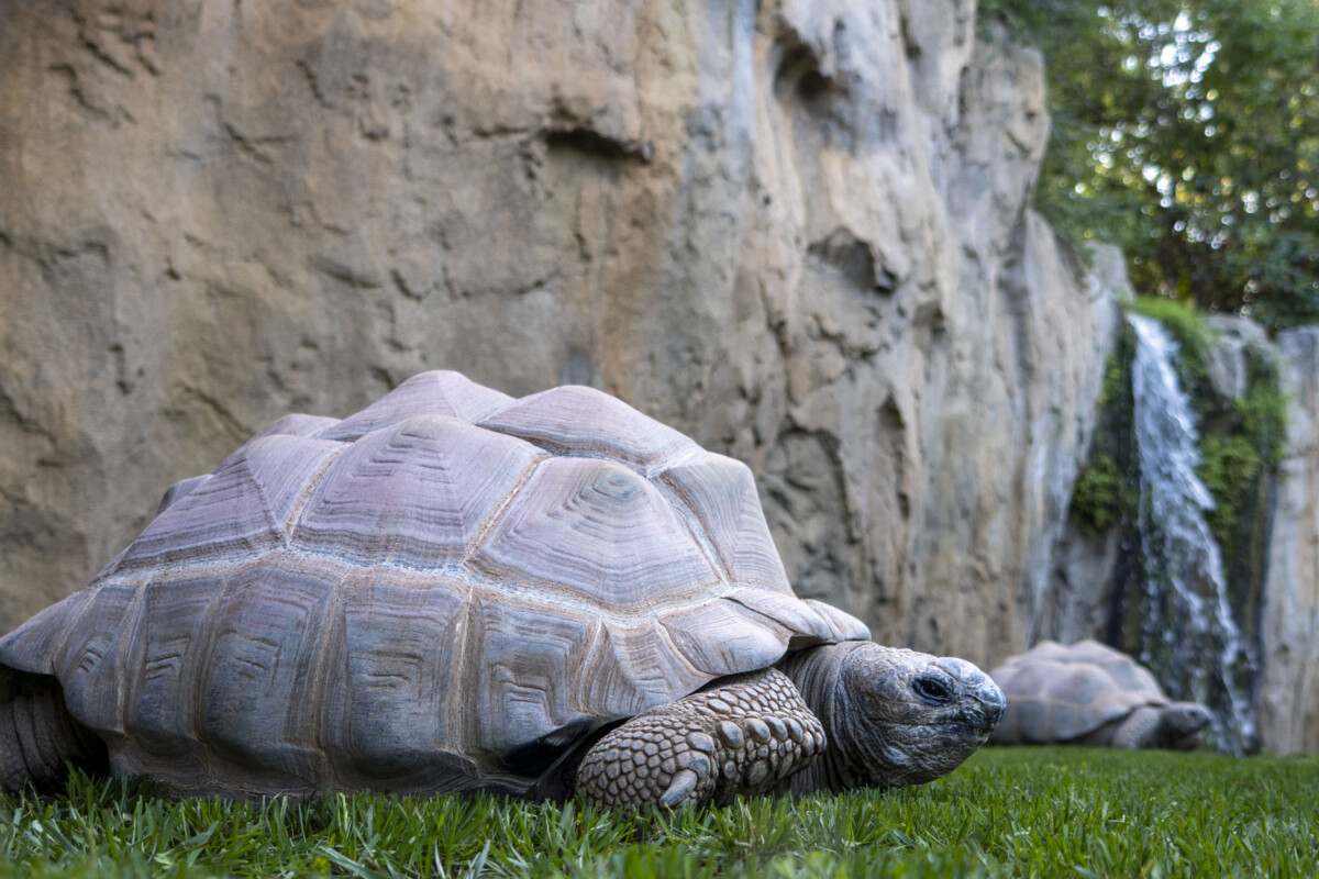 Tortugas gigantes en Bioparc Valencia
