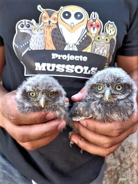La SVO lleva a cabo el proyecto Mussols en l'Horta Nord para afianzar la vuelta de la lechuza