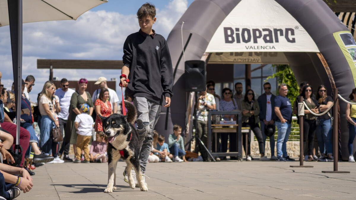 Desfile de perros AUPA-Bioparc