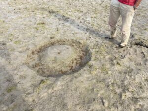 Daños causados por la avifauna en los campos de arroz