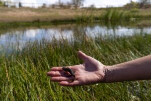 Gallipato en Bioparc