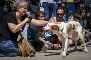 Desfile de perros AUPA-Bioparc