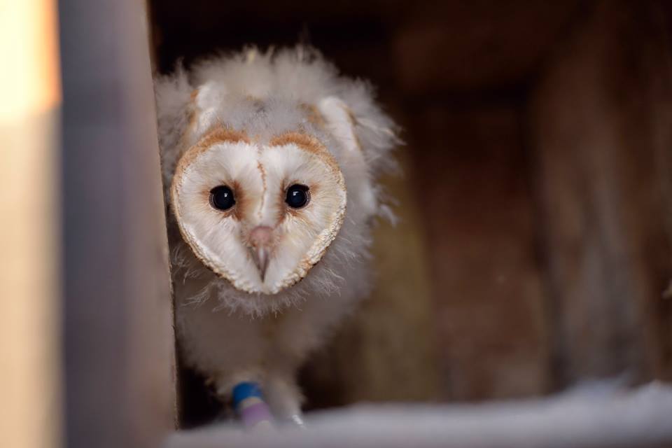 La SVO lleva a cabo el proyecto Mussols en l'Horta Nord para afianzar la vuelta de la lechuza