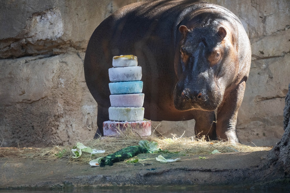 La cría de hipopótamo, Gori, celebra su 3er cumpleaños en Bioparc Valencia