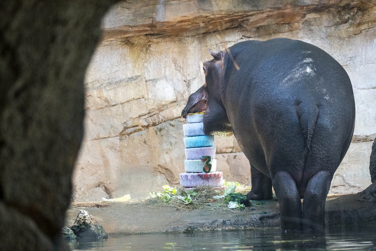 La cría de hipopótamo, Gori, celebra su 3er cumpleaños en Bioparc Valencia