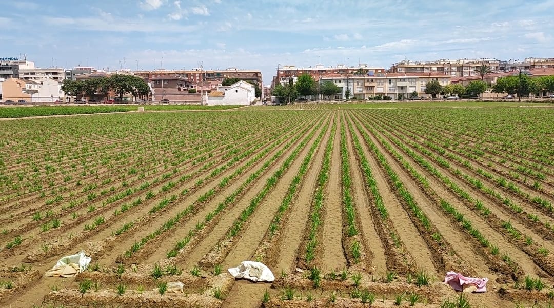 Joan Baldovi en Alboraya