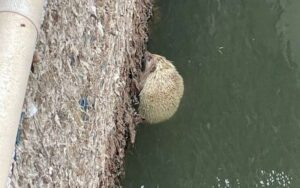 Rescatan a un erizo atrapado en una acequia en Alboraya