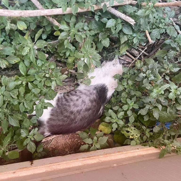 ataque colonia felina Massamagrell