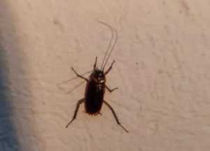 cucarachas vinalesa